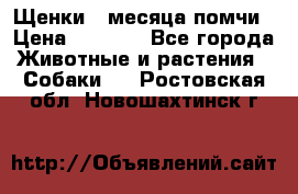 Щенки 4 месяца-помчи › Цена ­ 5 000 - Все города Животные и растения » Собаки   . Ростовская обл.,Новошахтинск г.